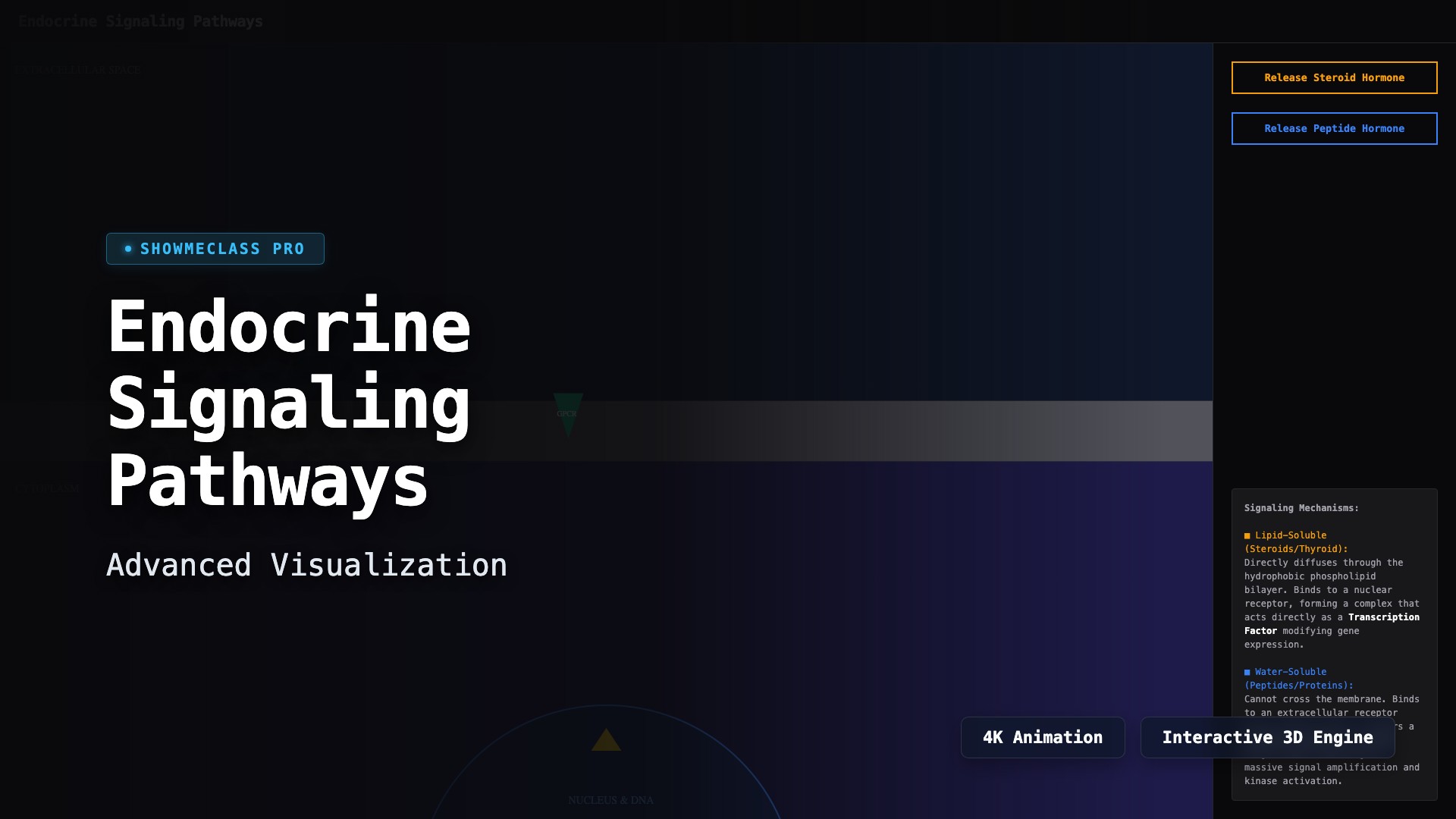 Endocrine System Signaling Pathways visualization thumbnail