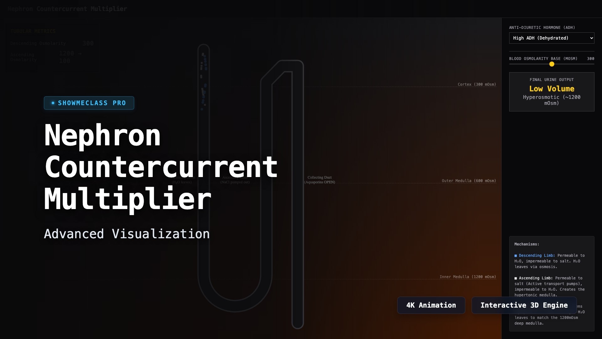 Kidney Nephron Countercurrent Multiplier visualization thumbnail